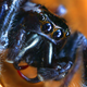 Illustration for article titled Alien monsters or awesome spiders, I just love these little guys